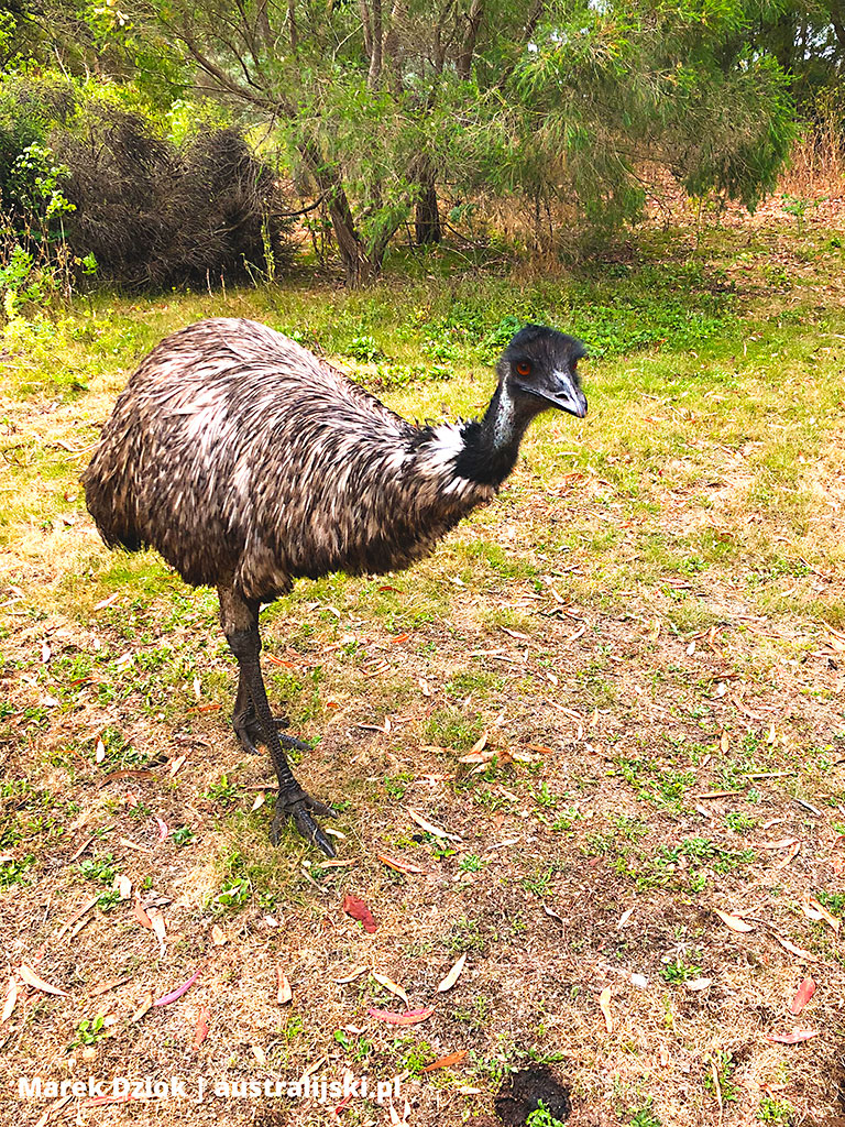 Emu australijskie w rezerwacie przyrody Tower Hill niedaleko Warrnambool w Wiktorii.